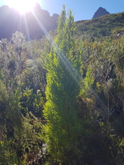 Widdringtonia nodiflora