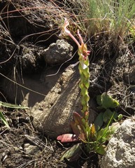 Zaluzianskya microsiphon