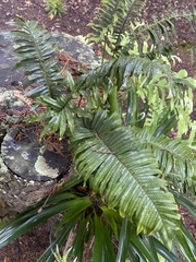 Polypodiopsida
