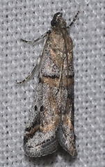 Acrobasis centunculella