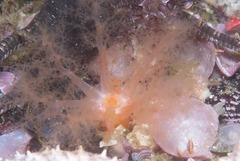 Thyone aurea