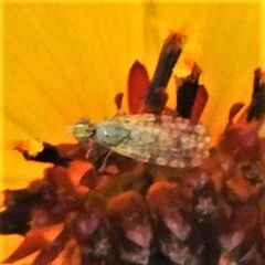 Dioxyna picciola