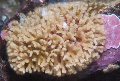 Gigantopora polymorpha