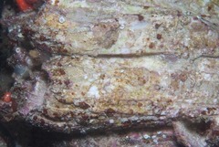 Austromegabalanus cylindricus