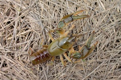 Lacunicambarus chimera