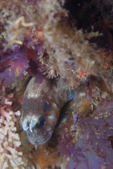 Chalaroderma ocellata