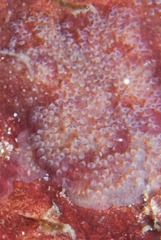 Entoprocta