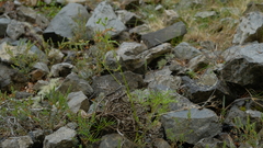 Anisotome filifolia