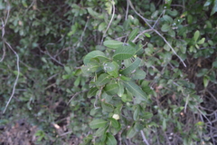 Schinus bumelioides