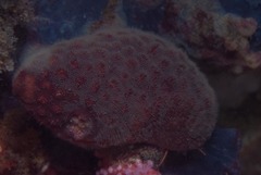 Alcyonidium nodosum
