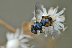 Gymnosoma nitens