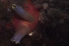 Ascidia incrassata