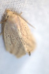 Amolita obliqua