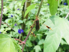 Anisoscelis scutellaris