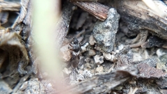 Microplax albofasciata