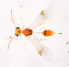 Chrysopophthorus hungaricus