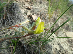 Astragalus utriger