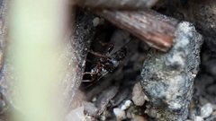 Microplax albofasciata