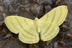 Astraeodes areuta