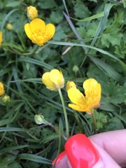Ranunculus repens