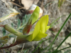 Astragalus utriger