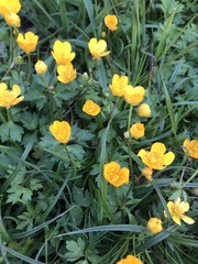 Ranunculus repens