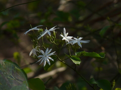 Jasminum malabaricum