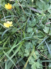 Ranunculus repens