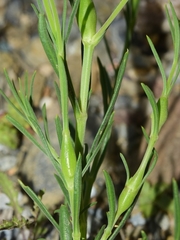 Caryocolum cauligenella