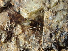 Propsocus pulchripennis