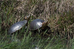Trachemys dorbigni