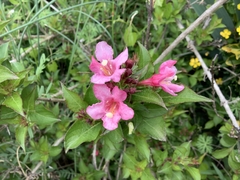 Melicope orbicularis