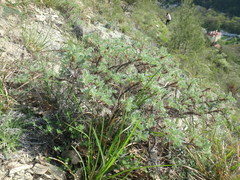 Astragalus arnacanthoides