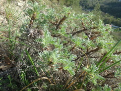 Astragalus arnacanthoides
