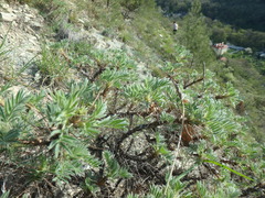 Astragalus arnacanthoides