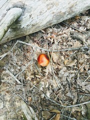 Fungi