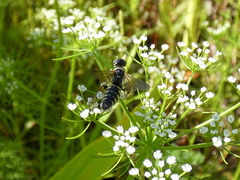 Myzinum carolinianum