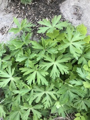 Geranium sibiricum