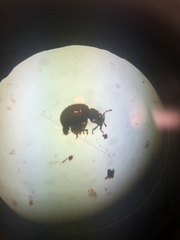 Myosides seriehispidus