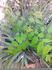 Fraxinus americana