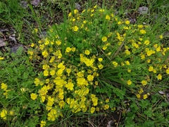 Potentilla incana