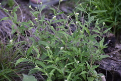 Isocarpha oppositifolia achyranthes