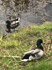 Anas platyrhynchos