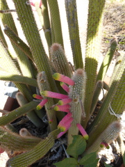Cleistocactus