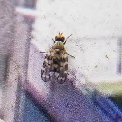 Otites centralis
