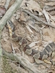 Nerodia sipedon