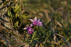 Cattleya intermedia
