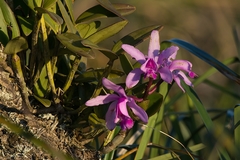 Cattleya intermedia