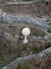 Fungi