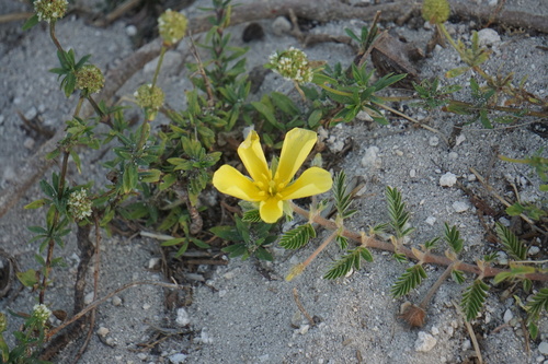 Tribulus cistoides image